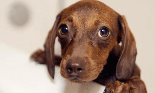 štene koje pokazuje simptome hipoglikemije