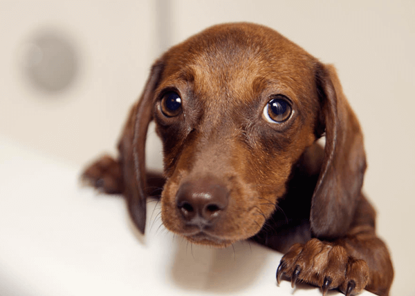 štene koje pokazuje simptome hipoglikemije