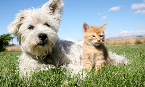 blog-veterinarska-ambulanta-paraziti