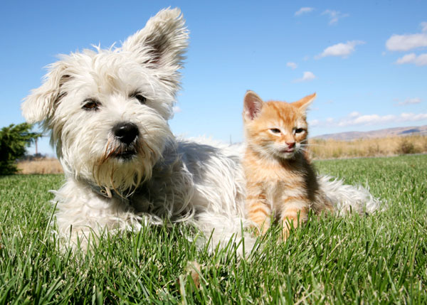 blog-veterinarska-ambulanta-paraziti