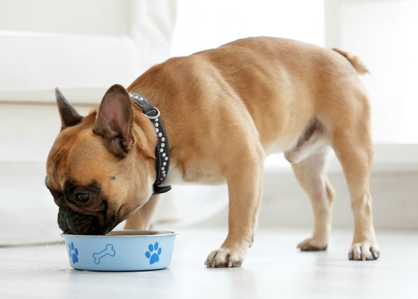 veterinarska-ordinacija-vethouse