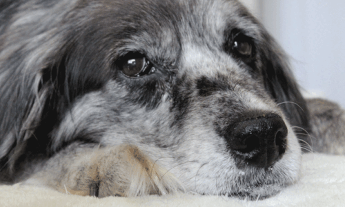 veterinarska-ambulanta-blog