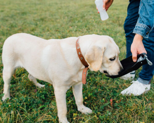 veterinarska-ambulanta-vethose-640