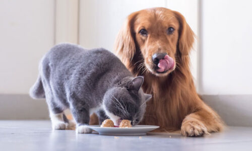 veterinarksa-ambulanta-blog-ishrana ljubimaca leti