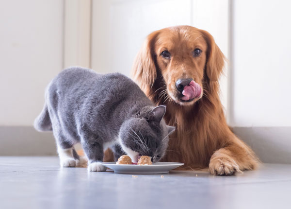 veterinarksa-ambulanta-blog-ishrana ljubimaca leti