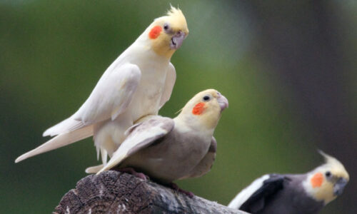 Veterinarska ordinacija Vethouse blog Price-Nimfe