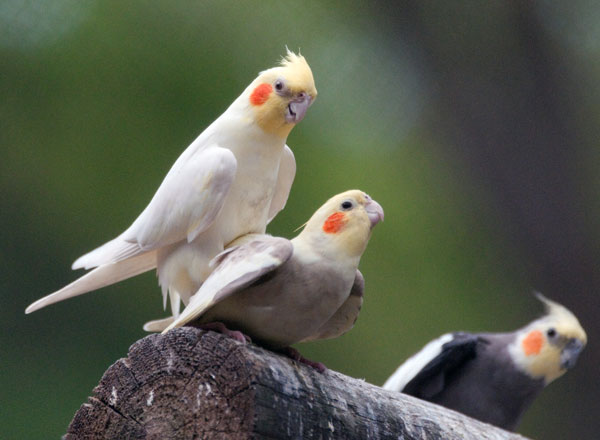 Veterinarska ordinacija Vethouse blog Price-Nimfe