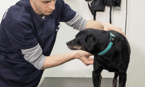 Veterinar pregledava psa zbog simptoma parvoviroze