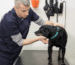 Veterinar pregledava psa zbog simptoma parvoviroze