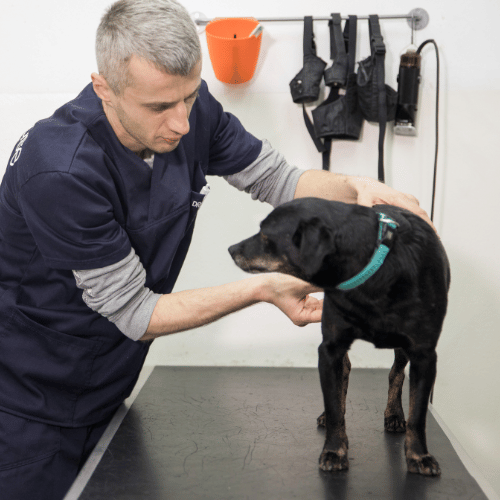 Veterinar pregledava psa zbog simptoma parvoviroze